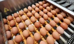 Yumurta ihracına düzenleme geldi