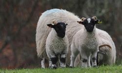 Küçükbaş hayvancılıkta fiyat krizi