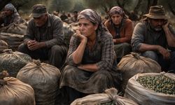 Zeytin sektörünü karıştıran vergi düzenlemesi