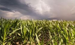 Yağmurlar üretim umudunu artırdı: 2026 için rekor hasat tahmini
