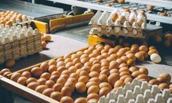 Küçük yumurta üreticilerinin kapsamı genişledi