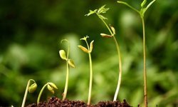 Tohum şirketlerine 189 milyon TL ceza