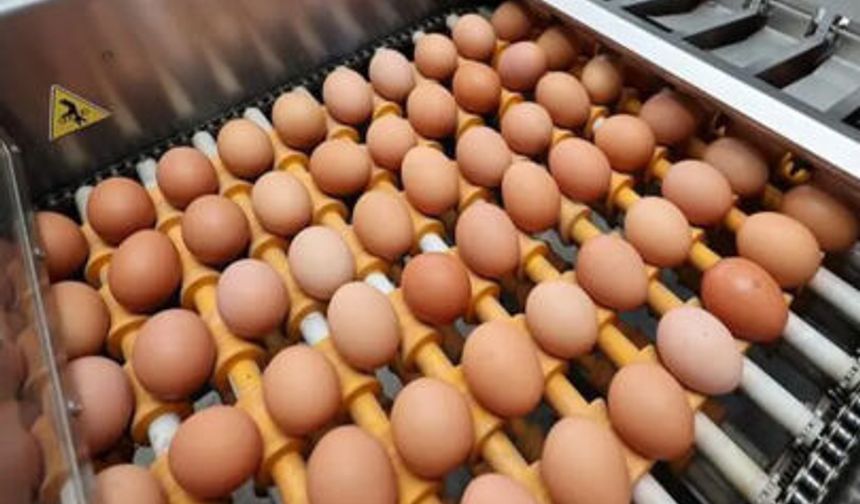 Yumurta fiyatları son 4 haftada yüzde 61 arttı