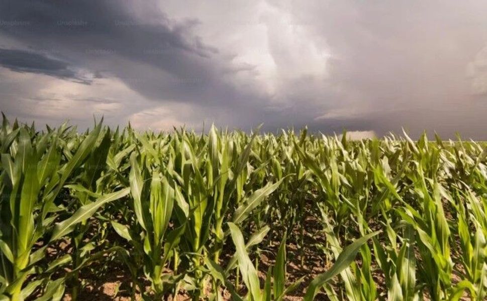 Yağmurlar üretim umudunu artırdı: 2026 için rekor hasat tahmini